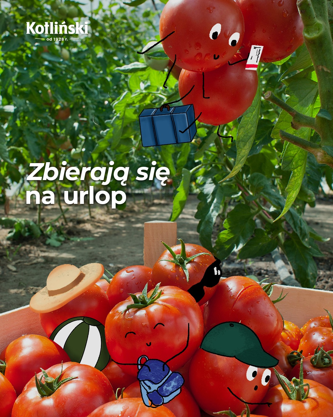 Sierpień to idealny czas na zbiory niezapomnianych, wakacyjnych wspomnień!

Nasze pomidory już zebrane – a jak u Was? 🍅